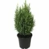 FloraSelf Californische Cipres Chamaecyparis Lawsoniana 'Ellwoodii' Potmaat Ø 13 Cm H 20-30 Cm -FLORASELF Verkoop DV 8 6196427 01 4c DE 20180129175548