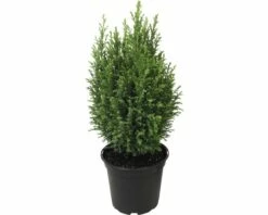 FloraSelf Californische Cipres Chamaecyparis Lawsoniana 'Ellwoodii' Potmaat Ø 13 Cm H 20-30 Cm