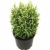 FloraSelf Californische Cipres Chamaecyparis Lawsoniana 'Snow White' Potmaat Ø 13 Cm H 20-25 Cm -FLORASELF Verkoop DV 8 6196429 01 4c DE 20180129175513