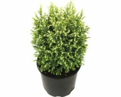 FloraSelf Californische Cipres Chamaecyparis Lawsoniana 'Snow White' Potmaat Ø 13 Cm H 20-25 Cm