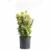 FLORASELF Kardinaalsmuts Euonymus Japonicus 'Aureus' Potmaat Ø 29 Cm H 40-60 Cm -FLORASELF Verkoop DV 8 6236386 01 4c CH 20181017121800