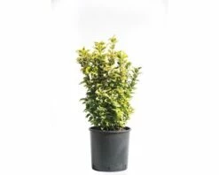 FLORASELF Kardinaalsmuts Euonymus Japonicus 'Aureus' Potmaat Ø 29 Cm H 40-60 Cm