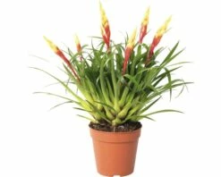 FLORASELF Vriesea Multi. Shannon Ø12 Cm H35-40 Cm