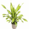 FLORASELF Drakenbloedboom Dracaena Charley Potmaat Ø 24 Cm H 100 Cm 1 FLORASELF Drakenbloedboom Dracaena Charley Potmaat Ø 24 Cm H 100 Cm -FLORASELF Verkoop DV 8 6238824 01 4c NL 20230413160236