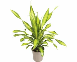 FLORASELF Drakenbloedboom Dracaena Charley Potmaat Ø 24 Cm H 100 Cm
