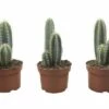 FLORASELF Zuilcactus Cereus X Hybride Potmaat Ø 8,5 Cm H 8,5-12 Cm -FLORASELF Verkoop DV 8 6242776 01 4c DE 20190715074755