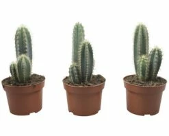 FLORASELF Zuilcactus Cereus X Hybride Potmaat Ø 8,5 Cm H 8,5-12 Cm