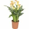 FLORASELF Calla Zantedeschia Potmaat Ø 13 Cm H 40-45 Cm 1 FLORASELF Calla Zantedeschia Potmaat Ø 13 Cm H 40-45 Cm -FLORASELF Verkoop DV 8 6242799 01 4c DE 20171110023535