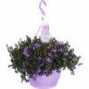 FLORASELF Klokjesbloem Campanula Portenschlagiana Hangplant Potmaat Ø 25 Cm -FLORASELF Verkoop DV 8 6251203 01 4c NL 20210210151656