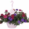 FLORASELF Verbena Trixie Hangplant Potmaat Ø 25 Cm -FLORASELF Verkoop DV 8 6251208 01 4c NL 20210329081332