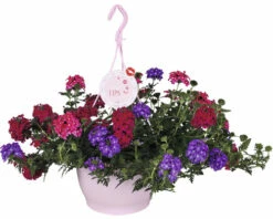 FLORASELF Verbena Trixie Hangplant Potmaat Ø 25 Cm