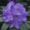 FLORASELF Azalea Rhododendron Hybride Blau Potmaat 5 Liter H 30-40 Cm -FLORASELF Verkoop DV 8 6258334 01 4c DE 20170323131751