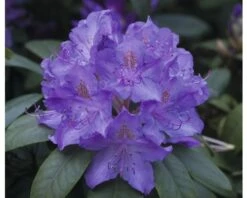 FLORASELF Azalea Rhododendron Hybride Blau Potmaat 5 Liter H 30-40 Cm