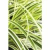 FloraSelf Zegge Carex Morrowii 'Feather Falls' Potmaat Ø 19 Cm H 5-30 Cm -FLORASELF Verkoop DV 8 6291706 01 4c DE 20210113084758