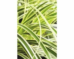FloraSelf Zegge Carex Morrowii 'Feather Falls' Potmaat Ø 19 Cm H 5-30 Cm