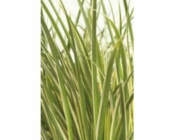 FloraSelf Kalmoes Acorus Gramineus 'Argenteostriatus' Potmaat Ø 14 Cm H 5-30 Cm