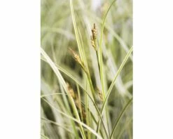 FLORASELF Zegge Carex Brunnea 'Aureovariegata' Potmaat Ø 14 Cm H 5-10 Cm -FLORASELF Verkoop DV 8 6291708 02 4c DE 20210111094657 2