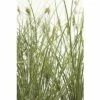 FloraSelf Zegge Carex Brunnea 'Variegata' Potmaat Ø 14 Cm H 5-15 Cm -FLORASELF Verkoop DV 8 6291709 01 4c DE 20210111094757 3