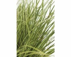 FLORASELF Zegge Carex Brunnea 'Variegata' Potmaat Ø 14 Cm H 5-15 Cm -FLORASELF Verkoop DV 8 6291709 02 4c DE 20210111094757