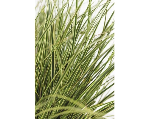 FloraSelf Zegge Carex Brunnea 'Variegata' Potmaat Ø 14 Cm H 5-15 Cm 4 FloraSelf Zegge Carex Brunnea 'Variegata' Potmaat Ø 14 Cm H 5-15 Cm - Afbeelding 2