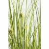 FLORASELF Zegge Carex Brunnea 'Lady Sunshine' Potmaat Ø 19 Cm H 10-30 Cm -FLORASELF Verkoop DV 8 6291710 01 4c DE 20210111094657 1