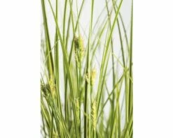 FLORASELF Zegge Carex Brunnea 'Lady Sunshine' Potmaat Ø 19 Cm H 10-30 Cm