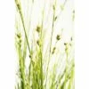 FLORASELF Zegge Carex Brunnea Potmaat Ø 14 Cm H 5-10 Cm -FLORASELF Verkoop DV 8 6291711 01 4c DE 20210111094757 1
