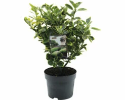 FLORASELF Kardinaalsmuts Euonymus Japonicus 'Aureomarginatus' Potmaat Ø 17 Cm H 25-30 Cm -FLORASELF Verkoop DV 8 6299147 01 4c NL 20220302154755