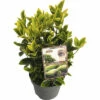 FLORASELF Kardinaalsmuts Euonymus Japonicus 'Aureomarginatus' Potmaat Ø 17 Cm H 25-30 Cm -FLORASELF Verkoop DV 8 6299147 02 4c DE 20220303161759