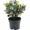 FLORASELF® Japanse Kardinaalshoed Euonymus Japonica Kathy Potgrootte Ø 17 Cm -FLORASELF Verkoop DV 8 6299148 01 4c NL 20210326191650