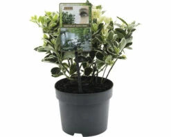 FLORASELF® Japanse Kardinaalshoed Euonymus Japonica Kathy Potgrootte Ø 17 Cm