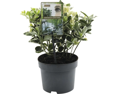 FLORASELF® Japanse Kardinaalshoed Euonymus Japonica Kathy Potgrootte Ø 17 Cm 3 FLORASELF® Japanse Kardinaalshoed Euonymus Japonica Kathy Potgrootte Ø 17 Cm