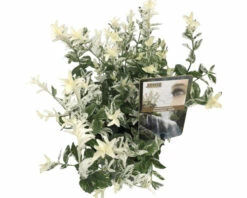 FLORASELF® Japanse Kardinaalshoed Euonymus Fortunei Harlequin Potgrootte Ø 17 Cm Wit -FLORASELF Verkoop DV 8 6299149 02 4c DE 20210615124759