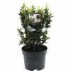 FLORASELF® Japanse Kardinaalshoed Euonymus Japonicus Paloma Blanca Potgrootte Ø 17 Cm Wit -FLORASELF Verkoop DV 8 6299150 01 4c NL 20210326191800