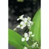 FLORASELF Smalbladig Pijlkruid Sagittaria Graminea Potmaat Ø 18.0 Cm H 25-40 Cm -FLORASELF Verkoop DV 8 6303872 01 4c DE 20190311164759
