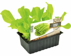 FLORASELF Andijvie Cichorium Endivia H 3-5 Cm Set 6 St