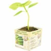 FLORASELF Augurk Cucumis Sativus Potmaat 11x11 Cm H 15-25 Cm -FLORASELF Verkoop DV 8 6334438 01 4c NL 20210317164736