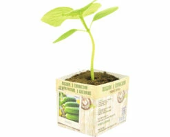 FLORASELF Augurk Cucumis Sativus Potmaat 11x11 Cm H 15-25 Cm
