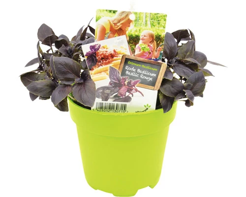 FLORASELF Rode Basilicum Ocimum Basilicum Potmaat Ø 13,0 Cm H 5-15 Cm 3 FLORASELF Rode Basilicum Ocimum Basilicum Potmaat Ø 13,0 Cm H 5-15 Cm