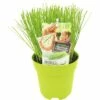 FLORASELF Bieslook Allium Schoenoprasum Potmaat Ø 13,0 Cm H 5-15 Cm -FLORASELF Verkoop DV 8 6334450 01 4c NL 20200129184758