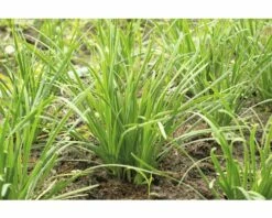 FLORASELF Bieslook Allium Schoenoprasum Potmaat Ø 13,0 Cm H 5-15 Cm -FLORASELF Verkoop DV 8 6334450 02 4c NL 20200129051654