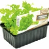 FLORASELF Bladpeterselie Petroselinum Crispum Neapolitanum H 3-5 Cm Set 6 St -FLORASELF Verkoop DV 8 6334451 01 4c NL 20210317165441