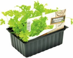 FLORASELF Bladpeterselie Petroselinum Crispum Neapolitanum H 3-5 Cm Set 6 St