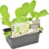 FLORASELF Bloemkool Brassica Oleracea Botrytis Cauliflora H 3-5 Cm Set 6 St