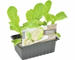 FLORASELF Bloemkool Brassica Oleracea Botrytis Cauliflora H 3-5 Cm Set 6 St