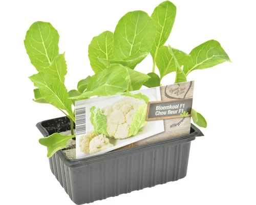 FLORASELF Bloemkool Brassica Oleracea Botrytis Cauliflora H 3-5 Cm Set 6 St 3 FLORASELF Bloemkool Brassica Oleracea Botrytis Cauliflora H 3-5 Cm Set 6 St