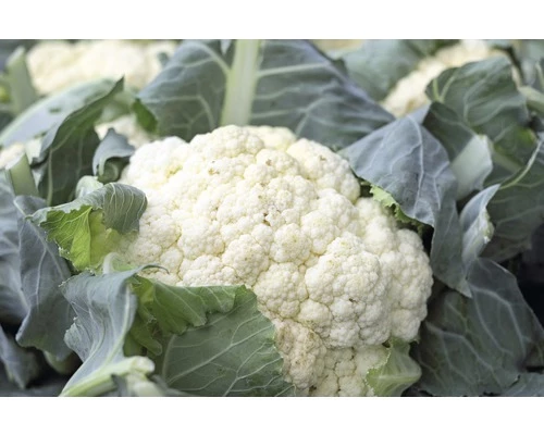 FLORASELF Bloemkool Brassica Oleracea Botrytis Cauliflora H 3-5 Cm Set 6 St 5 FLORASELF Bloemkool Brassica Oleracea Botrytis Cauliflora H 3-5 Cm Set 6 St - Afbeelding 3