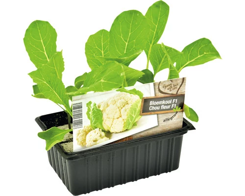FLORASELF Bloemkool Brassica Oleracea Botrytis Cauliflora H 3-5 Cm Set 6 St 4 FLORASELF Bloemkool Brassica Oleracea Botrytis Cauliflora H 3-5 Cm Set 6 St - Afbeelding 2