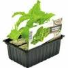 FLORASELF Boerenkool Brassica Oleracea Acephala Laciniata H 3-5 Cm Set 6 St -FLORASELF Verkoop DV 8 6334454 01 4c NL 20210317161655