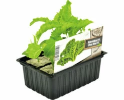 FLORASELF Boerenkool Brassica Oleracea Acephala Laciniata H 3-5 Cm Set 6 St